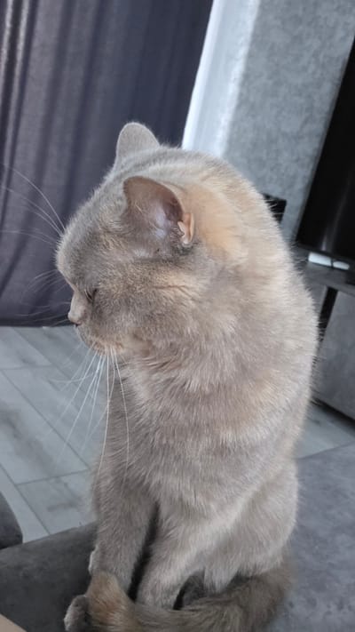 A light brown, short-haired cat is sitting on a grey couch, facing left and looking down. The cat has long white whiskers and its ears are pointed upwards. In the background, a dark grey curtain hangs on the left side of the image, and a light grey textured wall is visible on the right. The floor is light grey and appears to be tiled. The scene appears to be indoors, in a domestic setting, likely within the city of Bulgakovo, Russia.