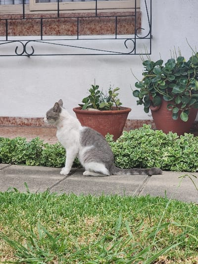 A gray and white cat walks on a sidewalk next to green plants and grass. Brown flowerpots with plants are next to the sidewalk. A white wall with an iron design is in the background.