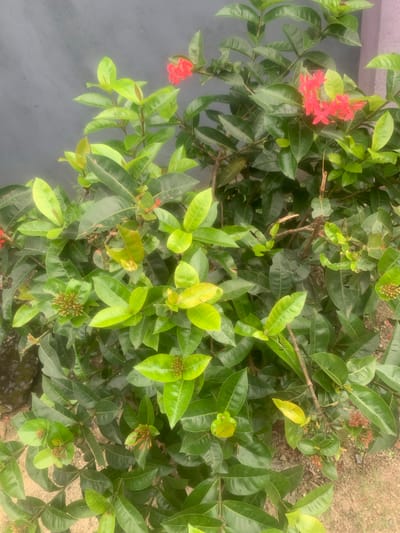 A close-up, vertical shot captures a lush Ixora plant with vibrant green leaves and clusters of small, star-shaped red flowers. The plant is in full bloom, with some buds also visible, suggesting a healthy growth cycle. The leaves are broad, glossy, and pointed, varying in shades of green from deep emerald to lighter, more yellowish hues on new growth. Interspersed among the foliage are a few dry, brown leaves, indicating natural shedding. The Ixora plant is set against a textured, gray wall, which occupies the upper left portion of the frame. The lower part of the image reveals sandy soil with scattered small stones, typical of an outdoor environment. The overall impression is one of natural beauty and botanical richness, likely situated in a garden or outdoor space. The specific location in Eliozu, Nigeria, is inferred to be an area where this type of tropical flora thrives, possibly a residential garden or public park.