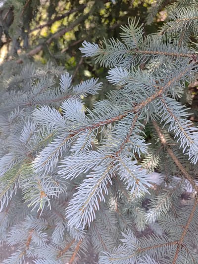 This is a close-up, eye-level, outdoor, vertical shot of blue spruce branches. The needles have a silvery-blue hue. The branches are dense and overlap, creating a layered effect. Sunlight filters through the branches, highlighting some needles and creating soft shadows. The background is a blur of green foliage, suggesting other trees or shrubs. The scene is a naturalistic, possibly park-like environment, and there are no people or man-made objects visible. It is not possible to determine the specific location within Saransk, Russia from this image alone.
