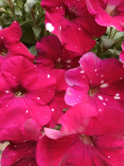A close-up, vertical shot showcases a cluster of vibrant pink petunia flowers with white speckles. The blooms are in various stages of opening, with some petals fully unfurled and others still curled. The background consists of blurred green foliage and stems, suggesting an outdoor setting. No people are present, and no specific location in Kholosne, Ukraine can be determined from the image.