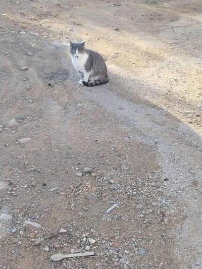 This image depicts a grey tabby cat with white markings, sitting upright and facing forward on an unpaved dirt and gravel surface in Lo Ferro, Spain. The cat exhibits a white chest, belly, and paws, with grey striped fur covering its back, head, and tail. Its eyes are dark grey. The ground is composed of light brown soil interspersed with various small, irregularly shaped pebbles and stones in shades of grey, white, and reddish-brown. Strong sunlight illuminates the scene, casting distinct shadows across the ground from left to right. In the lower center foreground, a light-colored, spoon-shaped object approximately 10-12 centimeters in length lies horizontally. Scattered small pieces of detritus, including thin white fragments and dried organic matter, are visible on the ground. No other subjects or interactions are present.