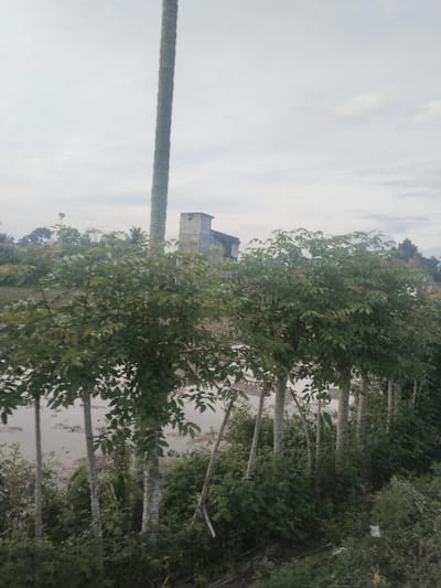 The image depicts a rural or agricultural landscape in Lhueng Tengoh, Indonesia, under an overcast sky. In the foreground, a row of approximately seven young deciduous trees with slender, light-colored trunks and dense green foliage stands before an area of disturbed, dark green vegetation and brush. Behind these trees and vegetation lies a large expanse of light-colored, muddy standing water or very wet ground, possibly a flooded field. A distinctive, exceptionally tall and slender palm tree trunk rises vertically on the left side, extending almost the entire height of the frame. In the mid-distance, partially obscured by the foreground elements, is a multi-story, light-colored building with a dark roof, appearing to be a concrete or masonry structure, possibly an agricultural building or a swiftlet house. The background consists of a horizon line of green vegetation and trees under the uniform grey sky. No individuals or animals are visible, and no discernible actions or interactions are taking place.