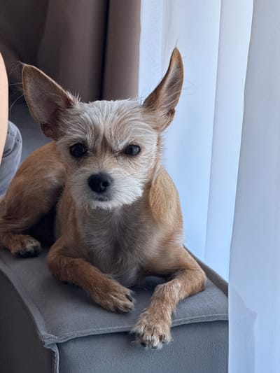 A medium shot, eye-level, indoor photograph shows a small, tan-colored dog with pointed ears and graying fur on its face. The dog is lying down on a gray upholstered surface, possibly a couch or chair, with its front paws crossed. The dog's head is turned slightly towards the camera, and it is looking directly at the viewer with dark eyes and a black nose. Its fur is wiry and appears somewhat messy.

The background consists of a dark brown curtain on the left side of the frame and a sheer white curtain on the right side. The lighting in the scene appears to be natural, coming from the right, illuminating the white curtain and casting a soft glow on the dog. The setting is an indoor space, likely a living room or common area. There is a portion of a person's leg visible in the upper left corner, wearing a gray garment.

The image does not provide any information about the city of Vlasikha, Russia, or any specific location within it.