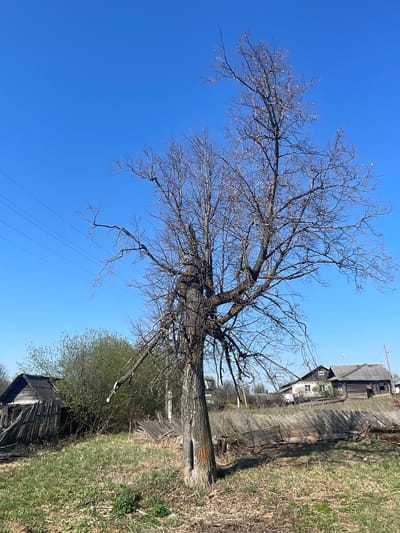 The image depicts a rural scene in Поедуги, Russia. A large, bare tree dominates the foreground, its branches reaching towards a clear, bright blue sky. Power lines are visible extending from the tree. In the background, there are several wooden structures, including houses and dilapidated sheds, suggesting a rustic or aging settlement. Vegetation consisting of grass and small bushes is visible surrounding the buildings.