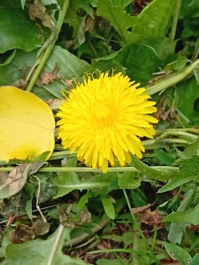 A close-up, eye-level shot features a bright yellow dandelion in full bloom, surrounded by green foliage and a single yellow leaf. The dandelion, centered in the frame, showcases its intricate petals fanned out against a blurred backdrop of grass and other plants. The yellow leaf is positioned to the left of the dandelion, its smooth surface contrasting with the textured petals. The overall setting is a natural outdoor environment, suggestive of a park or garden. The image does not contain any people, buildings, or recognizable landmarks, thus its specific location within Pavlovsky Posad, Russia, cannot be determined from the visual evidence alone.