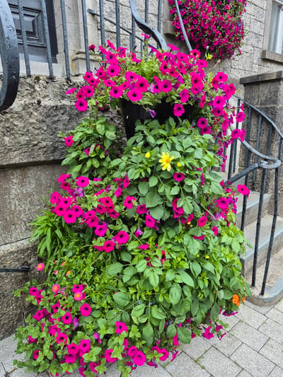 This is a close-up, eye-level, outdoor, daytime, full-frame shot of a large, overflowing planter filled with vibrant magenta petunias and lush green foliage, cascading down a stone staircase. The planter is situated next to a weathered stone wall and a black metal railing that curves along the stairs. A single yellow flower, likely a dahlia, is visible among the petunias. The ground is paved with light gray cobblestones. A black door is partially visible in the upper left corner of the image, framed by the stone wall and the metal railing. The scene appears to be in Carrick-On-Shannon, Ireland, likely an entrance to a building or garden. There are no people or animals visible in the image.