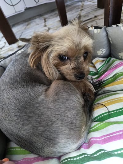 A small Yorkshire Terrier dog is curled up on a colorful striped cushion. The dog has light brown fur on its head and ears, with darker, gray fur on its body. Its eyes are dark and round, and its nose is black. The cushion is made of fabric with horizontal stripes of white, pink, green, and yellow, with white dashed lines separating some of the stripes. In the background, there are two gray pillows with paw prints on them, and the legs of a wooden chair. The floor appears to be tiled. The image is taken from a high angle, looking down at the dog. The scene is indoors, likely in a home or a pet-friendly establishment. There is no information in the image to indicate a specific location in the city of Saransk, Russia.
