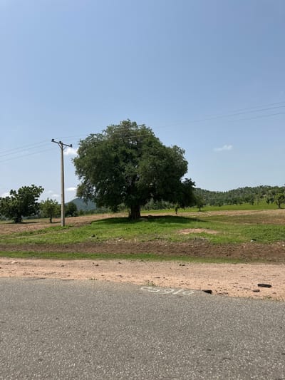 The image shows a vast, open landscape under a clear blue sky. A large, lush green tree dominates the center of the frame, with its dense foliage creating a significant shadow on the dry, brown earth beneath it. To the left of this tree, a utility pole with wires stretches across the image. Several smaller trees are scattered throughout the middle ground, with a gently sloping, green-covered hillside forming the background. The foreground is a dirt path, and a portion of an asphalt road is visible at the bottom of the image. The overall scene depicts a rural or semi-rural environment, possibly in a region with dry seasons, as indicated by the brown earth. The location is the city of Dzhu'a-Khore, Nigeria.