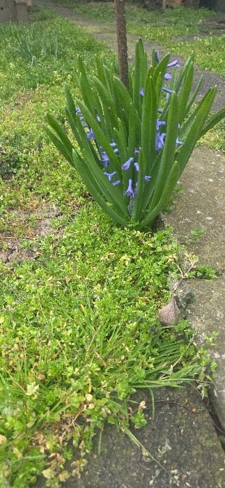 The image depicts an outdoor scene in Tsonevo, Bulgaria, focusing on a patch of ground containing flora and artificial structures. The primary subject is a flowering plant, likely a type of hyacinth, exhibiting numerous long, upright, strap-like green leaves. Nested within these leaves are clusters of small, bell-shaped purple flowers. Immediately behind the flowering plant, a slender, dark brown stake or support rod is visible, rising vertically. To the immediate right of the flowering plant is a section of grey concrete paving or a border stone. The ground surrounding the flowering plant, particularly to the left and in the foreground, is densely covered with a variety of short green weeds and grasses, interspersed with visible patches of dark soil. A single, dried brown leaf rests on the concrete surface in the lower right corner. In the background, further green foliage and a dirt pathway are observable. No individuals, animals, or explicit actions are present within the frame. The lighting suggests an overcast daytime environment.