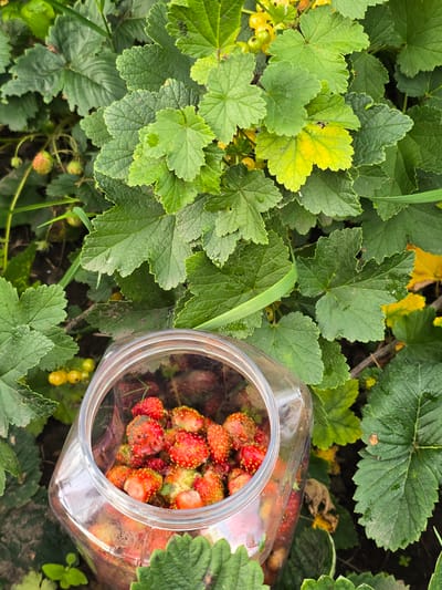 A transparent plastic jar filled with small, red, and yellow wild strawberries sits amongst lush green foliage. Some of the strawberries appear slightly bruised or overripe. The leaves surrounding the jar are broad and textured, with some showing hints of yellowing, suggesting they are part of a plant like a currant bush or a similar garden plant. The overall scene evokes a natural, outdoor setting, likely a garden or a wild area within Ермолаевский Затон, Russia. There are no people or animals visible in the image. The lighting suggests it is daytime, possibly overcast due to the soft shadows.