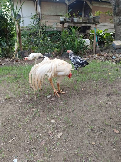 The image depicts a yard in Meunyematangubi, Indonesia. Three chickens are present: one predominantly white with long tail feathers, one white in the background, and one black and white speckled. The ground consists of dirt with sparse grass. In the background, there is a raised wooden platform supporting potted plants, a wooden structure, and vegetation. A broom leans against a tree. Litter is scattered near the tree.