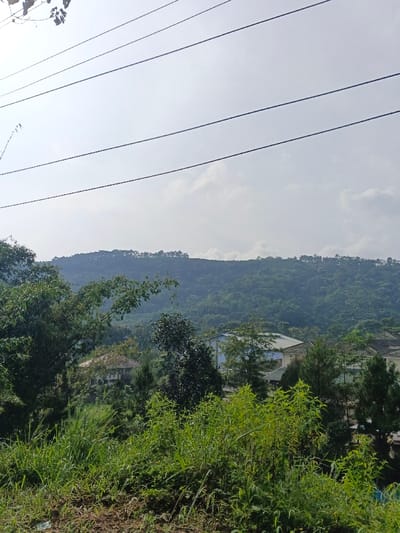 A hazy day over a hilly landscape with lush green trees. A structure peeks through the foliage. Overgrown grasses fill the foreground. Above, electrical wires stretch across the sky. A mountainous horizon with a dense tree line fades into the distance. The overall scene exudes a serene, natural ambiance.