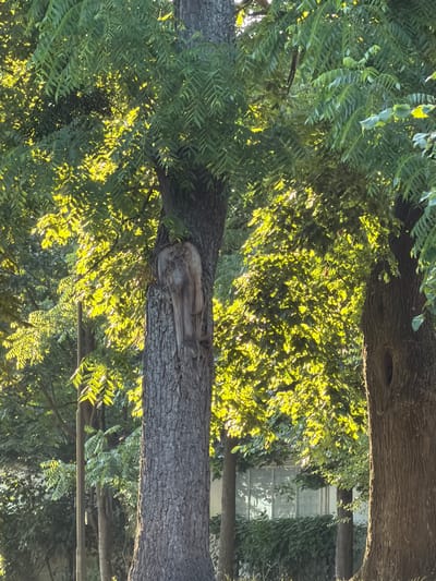 The image depicts a close-up view of a large tree trunk with a distinctive knot or burl on its surface, located in Kamianka-Buzka, Ukraine. The trunk is rough and textured, showing signs of age. The knot is elongated and has a peculiar, almost carved appearance, with a vertical grain. Behind the trunk, lush green foliage is visible, illuminated by dappled sunlight that creates bright highlights and shadows. The leaves are small and numerous, characteristic of a dense canopy. In the background, other trees and hints of urban infrastructure, possibly a building with large windows, can be discerned through the leaves. The overall scene conveys a natural, serene setting within the city.