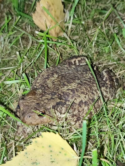 A common toad sits on grass in Novaya Ivanovka, Russia. The toad is a mottled brown and tan, with bumpy skin and prominent eyes. It is surrounded by green grass and a yellowed leaf. The scene appears to be a natural outdoor environment.