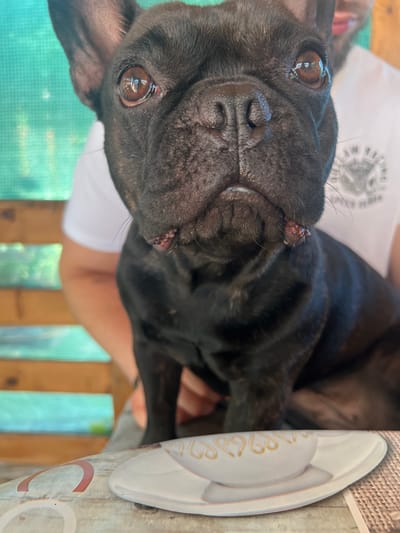 A close-up shot focuses on the face of a black French bulldog, positioned in the foreground. The dog's dark fur is visible, with large, expressive brown eyes reflecting light. Its snout and wrinkled face are prominent. On the dog's lower lip, there are small, reddish lesions or growths. Behind the dog, a person wearing a white t-shirt is partially visible. The background consists of blurred wooden slats with a light green textured material behind them. In the lower part of the frame, a white saucer with a decorative pattern of gold swirls is placed on a surface that appears to be a table. The overall setting suggests an outdoor or semi-outdoor environment, possibly a backyard or patio. The image appears to have been taken in Karabunar, Bulgaria.