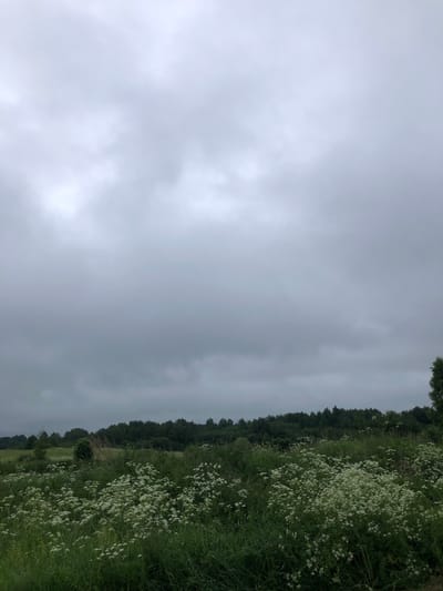 The image shows a landscape in Zhukovo, Russia. The scene is dominated by a cloudy, overcast sky that fills the upper two-thirds of the frame. Below the sky is a distant, dark green forest that stretches across the horizon. In the foreground, a field is filled with dense green grass and clusters of white wildflowers. The overall atmosphere is subdued due to the cloudy weather. There are no people or discernible man-made structures visible in the image.