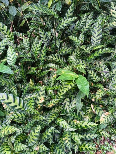 The image displays a dense, top-down view of foliage, consistent with a natural or cultivated garden environment in Tây Ninh, Vietnam. The scene is dominated by a plant species featuring numerous oblong to lanceolate leaves, each exhibiting prominent dark green chevron-like or striped patterns against a lighter green background. These patterned leaves are tightly packed and overlapping, forming a continuous green mass. Scattered throughout are larger, uniformly green leaves belonging to a distinct plant type, with one prominent cluster visible near the image center. A minority of the patterned leaves exhibit minor yellowish or light brown discoloration along their edges or surfaces. No individuals, artificial structures, or overt actions are observed; the frame is entirely filled with botanical elements.