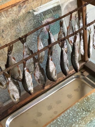 In Staroe Istomino, Russia, a wooden frame structure contains several rows of small fish, likely for drying. The fish are suspended by wires or hooks from horizontal wooden rods. The structure is covered with a mesh material, possibly to protect the fish from insects. Below the drying fish, a metal tray is positioned to catch any drips. The overall scene suggests a process of food preservation.