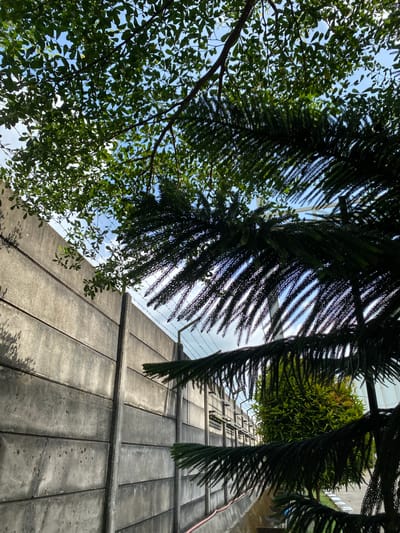 The image shows a concrete wall with horizontal panels, likely a boundary wall in an urban or semi-urban setting. Barbed wire is visible along the top of the wall, suggesting a security measure. In the foreground, the dark green, feathery branches of a coniferous tree partially obscure the view. Above and to the left, lighter green foliage from another tree is silhouetted against a bright blue sky with some clouds. In the background, beyond the wall, a lush green shrub is visible. The overall impression is of a secured area with natural elements bordering it. The image was taken in Gambut Barat, Indonesia.