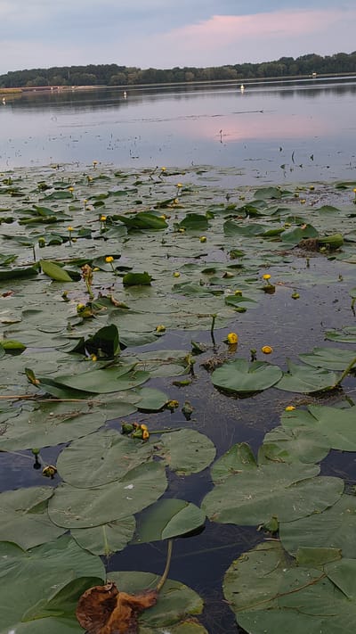 A vertical, medium shot captures a lake covered in water lily pads and yellow flowers, with a forested shoreline in the distance under a cloudy sky. The image, taken in Rennertshofen, Germany, shows a natural scene. No people or animals are visible.