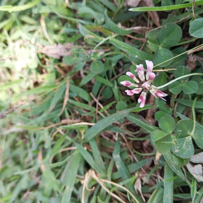 The image shows a close-up of grass and clover growing on the ground. There is a pink and white clover flower visible among the green foliage. The location is Ihururu, Kenya.