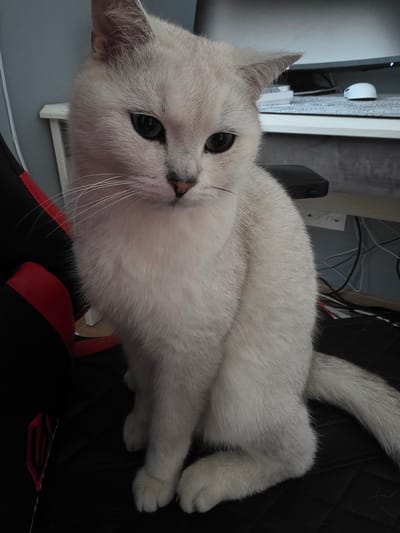 A silver-white cat with green eyes is sitting on a black chair with red accents. The cat is positioned in the foreground, facing slightly to the left with its head tilted downwards. In the background, a desk is visible with a computer monitor, keyboard, and mouse. Cables and power outlets are present on the wall behind the desk. The environment appears to be an indoor setting, possibly a home office, within the Шчомысліцкі сельскі Савет, Belarus.