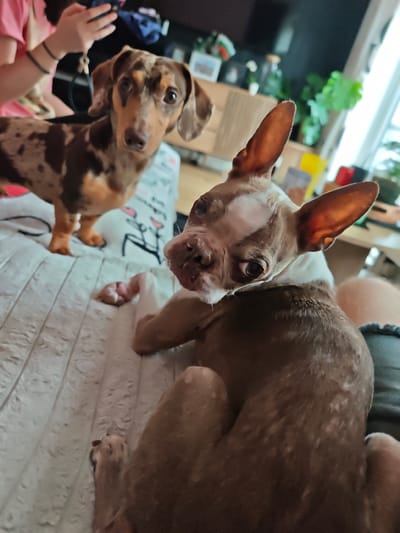 Two dogs are on a patterned blanket indoors, with a blurred background of a room. The dog in the foreground is a brown and white Boston Terrier lying down and looking back at the camera, with its head turned to the side. Its ears are large and pointed upwards. Behind and to the left of the Boston Terrier, a dapple Dachshund stands, looking directly at the camera. The Dachshund is brown and tan with patches of darker brown. In the blurred background, a person's hands are visible, and beyond that, furniture, a television, and houseplants. The environment appears to be a residential living space.