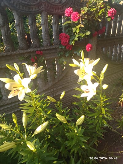 The image depicts a garden scene in Zavodske, Ukraine, featuring white lilies and red roses in bloom. In the foreground, several white lilies are in various stages of opening, with their petals illuminated by soft sunlight. Behind the lilies, a stone fence with decorative balusters runs horizontally across the frame. Red roses are climbing on and around this fence, adding a vibrant splash of color. The background consists of greenery and more of the stone fence. A timestamp in the bottom right corner reads "30.06.2026 06:49". There are no people or animals visible in the image.