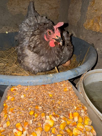 The image shows a gray chicken nestled in straw, likely in a coop. An egg is visible beneath the chicken. To the right of the chicken is a large container filled with chicken feed, a mixture of grains and corn kernels. A blue pipe runs diagonally across the image, separating the chicken and feed. The background consists of rough, stone-like walls and a white bucket, partially visible at the top. The lighting appears to be artificial, casting shadows and highlighting the textures of the subjects and setting. The scene suggests a typical moment in a farm or backyard where chickens are kept. There is no visible text in the image.