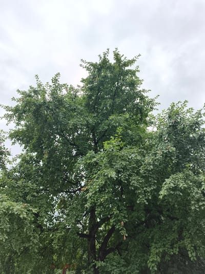 The image shows a large, leafy tree against a cloudy sky. The tree is dense with green leaves, and its branches are visible through the foliage. The sky is overcast, suggesting a cloudy or possibly rainy day. There are no people or other identifiable objects in the immediate foreground or background. The scene appears to be outdoors in a natural or semi-natural environment, possibly a park or a residential area with mature trees. The description of the location as Катунь, Russia, provides geographical context, but the visual information alone does not specifically indicate this location.