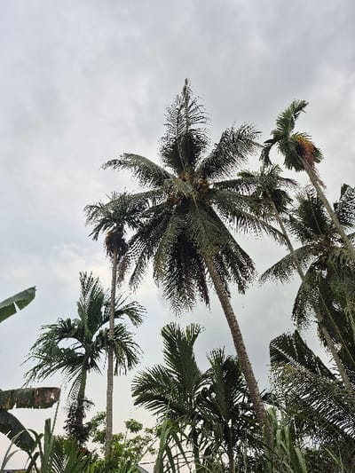 The scene in Lagang, Indonesia, presents an upward view of dense tropical vegetation under an overcast, light grey sky. Dominating the upper-middle is a tall coconut palm tree, its fronds fanned out and clusters of green coconuts visible near its crown. To its left, several slender palm trees, possibly areca palms, exhibit smooth, light-colored trunks topped with green fronds. Additional palm fronds and trunks are visible throughout the frame, angled towards the sky. In the lower-left, large, broad green leaves consistent with banana plants are present. The lower-middle and right foreground contain tall, stalky plants with narrow leaves, resembling sugarcane. No human subjects or specific actions are depicted.