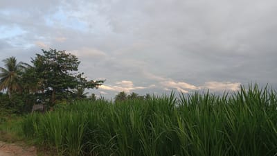 The image depicts a field of tall green grass in Blangtingkeum, Indonesia, under a cloudy sky. A tree is visible on the left, with other vegetation nearby. A dirt path is in the lower left corner. There are no people visible.