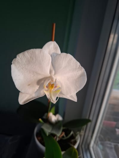 A single white orchid bloom, supported by a thin wooden stake, is positioned slightly off-center to the left of the frame. The orchid's petals are broad and rounded, with subtle creases and a light dusting of what appears to be pollen or fine particles. The center of the bloom features yellow and purplish markings, with delicate stamen. The orchid is potted in a white container, with green leaves visible beneath the flower. The background is divided. To the left, a dark, muted green surface provides a deep, shadowed backdrop. To the right, a window pane with vertical dividers creates a strong diagonal line, revealing a blurry, out-of-focus view of the outdoors, possibly with hints of green foliage and a red object. The lighting suggests late afternoon or early morning sun, casting a warm glow on the orchid's petals. There are no people or animals present in the scene. The image is a close-up shot of the orchid, focusing on its delicate beauty and natural form. The location is not specified in the image, and therefore, cannot be determined to be in Sosnovka, Russia or any other specific city.