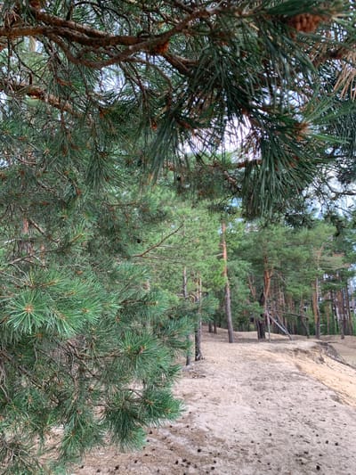 The image depicts a natural scene in Hostomel, Ukraine, likely a pine forest bordering a sandy embankment. The foreground is dominated by the lush green needles and rough, brown branches of a pine tree, with some small pine cones visible. This close-up view of the pine branches suggests a focus on the texture and detail of the foliage.
Beyond the immediate foreground, the scene opens up to reveal a dense forest of mature pine trees. The trees stand tall and straight, their green needles creating a textured canopy. The light filtering through the trees suggests it is daytime, possibly overcast or late afternoon given the soft illumination. The ground between the trees is a mix of pine needles and earth.
To the right of the image, a steep, sandy embankment rises. The sand is a light beige color and appears somewhat loose, with scattered dark specks that could be small stones or pine cones. The embankment is sparsely populated with young pine trees that seem to be growing out of the sand, their trunks angled as they reach for the sunlight. In the distance, beyond the embankment and the trees, there are hints of structures, suggesting human presence nearby, perhaps a residential area or a dacha community. The overall atmosphere is peaceful and natural, evoking a sense of quiet in a woodland setting. There is no visible text in the image.