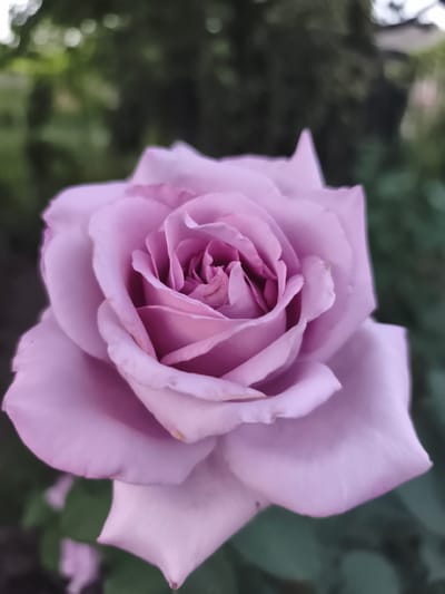 A close-up, vertical, medium shot captures a single, lavender-pink rose in full bloom. The rose is positioned in the center of the frame, with its intricate petals unfurling towards the viewer. The background is blurred, creating a soft bokeh effect of dark green foliage and hints of lighter greenery, suggesting an outdoor garden setting. There are no people or animals visible in the image. The scene appears tranquil and natural. The location is specified as the city of Ocnița, Moldova.