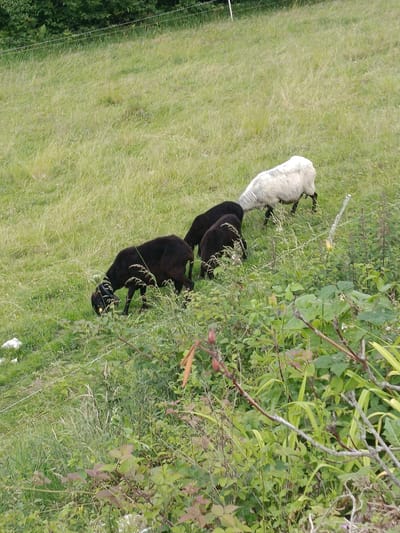 A flock of sheep graze on a grassy slope in Hallein, Austria. The flock consists of four sheep: three black and one white. The black sheep are in the foreground, with one facing left and grazing, and the other two behind it, also grazing. The white sheep is in the background, facing away from the viewer and grazing. The environment is a lush, green meadow with tall grass and some scattered bushes. A wire fence is visible in the background, suggesting the field is enclosed. The image appears to have been taken on a clear day, with soft natural lighting.