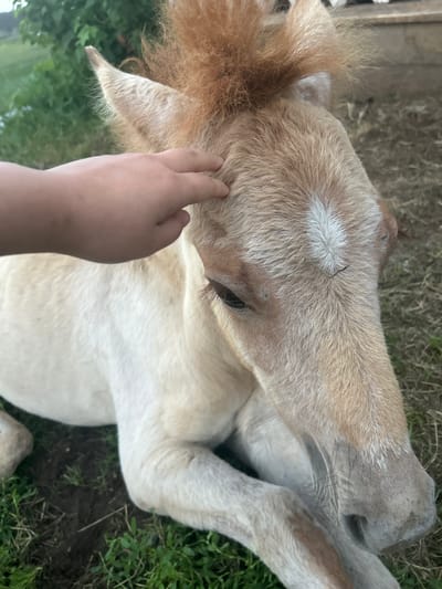 An over-the-shoulder shot captures a close-up of a light-colored foal, resting on its side in a grassy area. A human hand gently strokes the foal's forehead. The foal's mane is a light ginger color and stands out against its lighter coat. Blades of grass and dirt are visible in the foreground and background, suggesting an outdoor setting. The lighting indicates it is daytime, possibly late afternoon given the soft light. The location is described as a grassy area in the city of Appany, Russia.