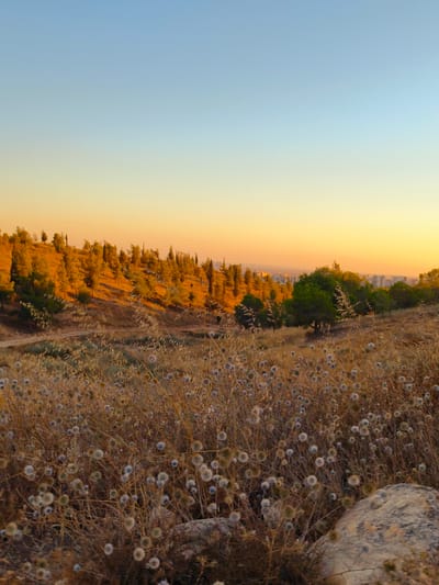 This is a vertical, eye-level photograph of a landscape at sunset, likely taken on the outskirts of Be'er-Sheva, Israel, given the presence of Mediterranean flora and the distant urban skyline. The sky transitions from a clear, light blue at the top to a soft yellow and orange hue near the horizon, indicating the sun is setting.
In the mid-ground, a gentle hillside is covered with a mixture of dry, golden grasses and scattered trees. The trees are primarily evergreens, with varying shades of green, and appear to be planted or growing naturally along the slope. Some of the trees exhibit a reddish-brown tone, likely due to the setting sun’s light. A faint dirt path winds its way up the hillside.
The foreground is dominated by a dense field of dry, straw-colored grasses and seed heads. Interspersed among the grasses are numerous small, round, fluffy seed pods, some appearing light blue or gray, adding texture and visual interest to the scene. A large, rough-textured rock is partially visible in the lower right corner of the image. In the far distance, a city skyline with buildings is discernible against the warm light of the horizon. No people or animals are visible in the frame. The overall impression is one of natural beauty and tranquility during the golden hour.