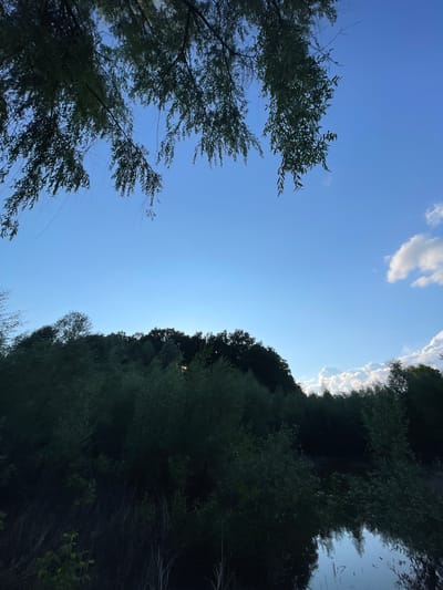 The image depicts a natural landscape scene with a clear blue sky and a dense line of trees in the background. In the foreground, branches of a tree hang down from the top of the frame, partially obscuring the sky. The trees form a dark silhouette against the lighter sky, and some of them appear to be reflected in a body of water at the bottom right of the image. The overall impression is one of a tranquil, perhaps rural, setting, likely a park or natural area within or on the outskirts of Krasnokutsk, Ukraine. There are no people or visible signs of human activity, focusing solely on the natural elements of the environment.