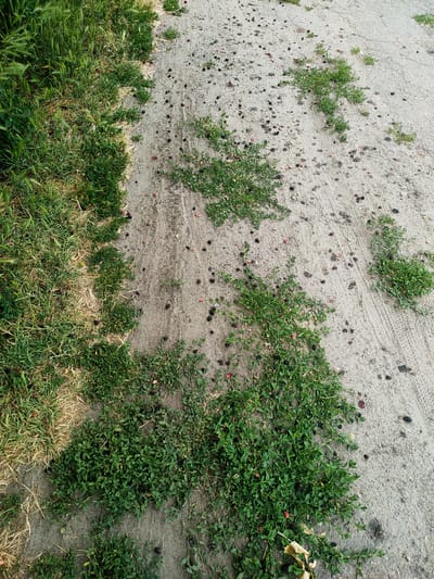 This image depicts a ground-level view of a dirt path bordered by grass and low-lying green plants. The path is textured with tire tracks, indicating it's likely a road or trail used by vehicles. Scattered across the path and among the vegetation are numerous dark berries, some of which appear to be red. The lighting suggests it is daytime, possibly late morning or afternoon, with overcast or diffused sunlight, as there are no strong shadows. The presence of green grass and plants suggests a temperate climate during a growing season, consistent with late spring or summer in Ukraine. The scene is one of natural overgrowth and natural elements on a man-made path, possibly in a rural or semi-rural setting near Nosivka, Ukraine. There are no people or specific objects other than the natural elements and the path itself.