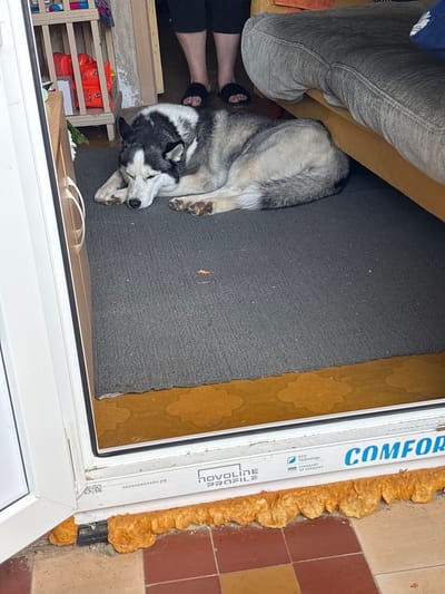A Siberian husky dog is sleeping curled up on a grey rug in what appears to be the entryway of a building. The dog is grey and white with black markings, typical of the breed. Behind the dog, a person's legs wearing black pants and black slippers are visible. To the left of the dog, a white door frame is visible, and to the far left, part of a shelf unit with orange boxes on it can be seen. To the right of the dog, the corner of a yellow couch is visible. The floor beyond the rug is tiled with reddish-brown and beige tiles. The overall scene suggests a domestic setting, possibly a home or a small establishment in Солнечная Поляна, Russia.