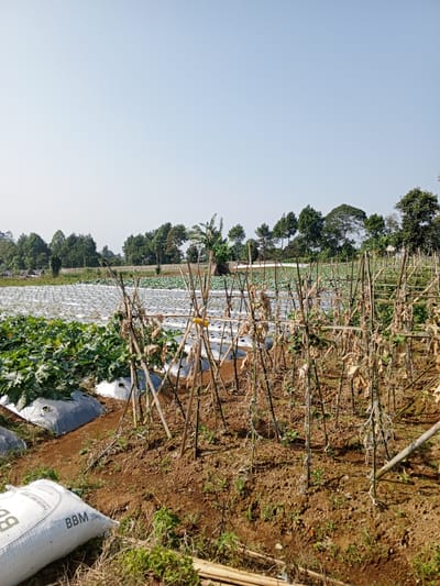 The image depicts a rural agricultural scene, potentially located near Ban Katan, Laos, given the likely origin of the image. The foreground features dry, brown soil and remnants of a harvested crop supported by a bamboo trellis structure. Some of the plants have dried and appear withered. A white sack labeled "BBM 50kg" is in the lower left corner, likely fertilizer. Beyond the foreground, a field covered with white plastic sheeting is visible, with rows of planted crops visible in the gaps between the plastic. Further in the background, a line of trees forms a natural border. The sky is clear and bright, indicating a sunny day.