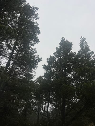 The image shows a forest of coniferous trees in Blåvand, Denmark, specifically at the coordinates 55.558 latitude and 8.157 longitude. The trees are densely packed, their branches reaching high into the overcast sky. The image is taken from a low angle, looking upwards. The overall tone of the image is dark and moody, with the trees appearing almost black against the gray sky. It is a cloudy day, and light rain or mist appears to be falling. No people or other subjects are visible.