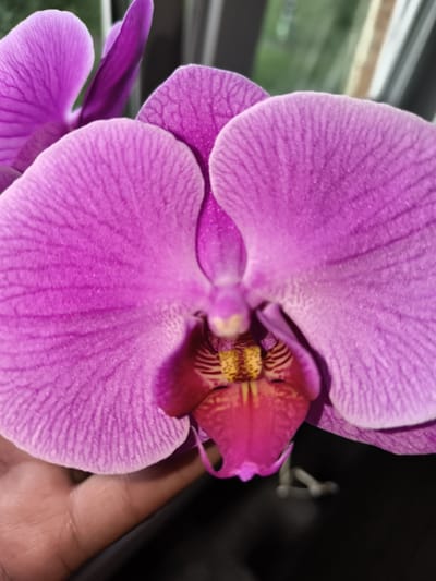 A close-up, high-angle, full-body shot shows a person's hand holding a vibrant purple orchid. The orchid's petals are large and delicate, with a subtle texture that reflects the light. The center of the flower features a complex structure with yellow and red accents. The background is blurred, with hints of green and brown suggesting an indoor environment. The image is not specific to Mayma, Russia, or any particular urban location.