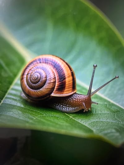 A close-up, macro shot captures a garden snail on a vibrant green leaf. The snail's shell is a spiral of earthy browns and reddish-orange stripes, its texture detailed and intricate. Its body is dark and textured, with two prominent, thin antennae extended upwards, each tipped with a small, bulbous nodule. The snail is positioned on the left side of the leaf, its head facing towards the right. The leaf itself is a lush green, with subtle vein patterns visible. The background is a soft blur of green, suggesting a natural, outdoor environment. The lighting highlights the textures and colors of both the snail and the leaf. There is no indication of the city of Cadek, Indonesia, or any human presence in the image.