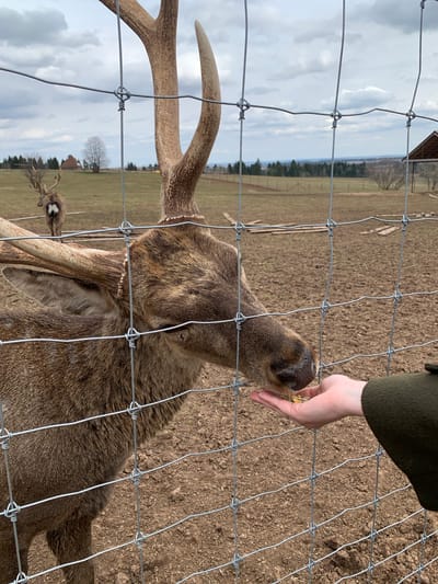 A deer with antlers is being hand-fed through a wire fence. The background shows a dirt field, a treeline, and a glimpse of what appears to be a rural or suburban area. The setting is most likely a zoo or wildlife park. Based on the given location, Stary Chultem, Russia, it is possible the scene is at the local zoo or wildlife park in that area.