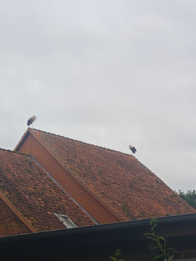 Two white storks with black wing feathers stand on the red tile roofs of buildings in Lügde, Germany. The sky is overcast. One stork is positioned on the peak of a roof in the foreground, facing left. The other stork is on a lower roof section to the right, facing left. The roofs show signs of age with some moss growth on the tiles. A dark gutter runs along the bottom edge of the image. In the background, trees are visible.