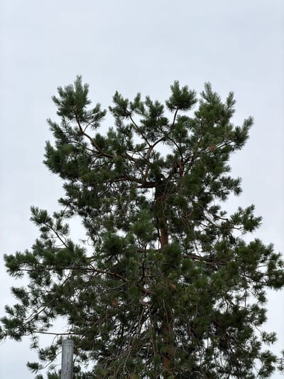 The image shows an upward view of the branches and needles of a pine tree against an overcast sky. The branches are dark and intricate, with many pine needles creating a dense canopy. The needles are a deep green, suggesting they are evergreen. The sky is a uniform light gray, indicating a cloudy day. There is a hint of a metal pole or signpost on the right side of the image, with some illegible text embossed on it. The overall impression is one of a natural, outdoor setting, likely a forest or park, with no signs of human activity beyond the possible presence of the signpost. The weather appears cool and subdued due to the cloudy sky. The location context suggests this scene is from Ozerne in the Mayminsky district of Russia.