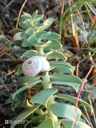 In the foreground of the image, a succulent plant with thick, pale green leaves is the central subject. A white snail shell, curled in a spiral with a brown center, rests on one of the plant's leaves, partially obscuring a smaller dark snail beneath it. Another dark snail shell is visible lower down on the plant. The plant is situated amidst dry, straw-colored vegetation and thinner green stalks, suggesting an outdoor, possibly natural, environment. The lighting indicates it may be late afternoon or early morning, with warm sunlight casting shadows and highlighting the textures of the plant and surroundings. The image is a close-up shot, emphasizing the details of the snails and the succulent. The bottom of the image contains a watermark indicating "Shot on BL8800 Pro Powered by Blackview."